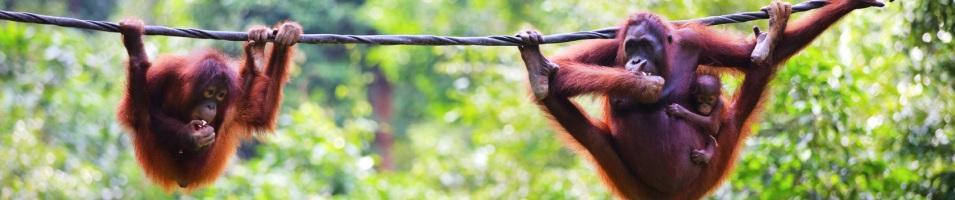 Family of Orangutans